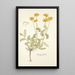 Hippocrepis balearica - Nikolaus Joseph Freiherr von Jacquin — gerahmtes Bild an der Wand