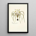 Hypoxis serrata - Nikolaus Joseph Freiherr von Jacquin — gerahmtes Bild an der Wand
