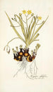 Hypoxis sobolifera - Nikolaus Joseph Freiherr von Jacquin — Ansicht des Kunstwerks