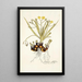 Hypoxis sobolifera - Nikolaus Joseph Freiherr von Jacquin — gerahmtes Bild an der Wand