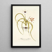Hypoxis stellata - Nikolaus Joseph Freiherr von Jacquin — gerahmtes Bild an der Wand