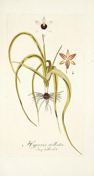 Nikolaus Joseph Freiherr von Jacquin - Hypoxis stellata.webp