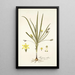 Hypoxis villosa - Nikolaus Joseph Freiherr von Jacquin — gerahmtes Bild an der Wand