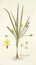 Hypoxis villosa - Nikolaus Joseph Freiherr von Jacquin — Ansicht des Kunstwerks