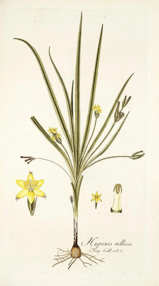 Nikolaus Joseph Freiherr von Jacquin - Hypoxis villosa.webp