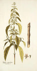 Hyptis verticillata - Nikolaus Joseph Freiherr von Jacquin — Ansicht des Kunstwerks