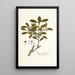 Ilex ligustrina - Nikolaus Joseph Freiherr von Jacquin — gerahmtes Bild an der Wand