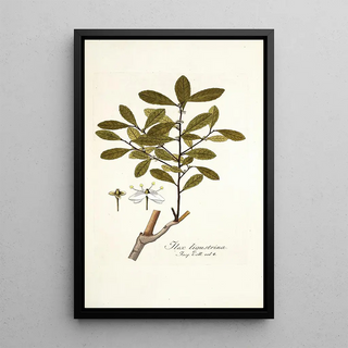 Nikolaus Joseph Freiherr von Jacquin - Ilex ligustrina.webp