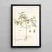 Indigofera dendroides - Nikolaus Joseph Freiherr von Jacquin — gerahmtes Bild an der Wand