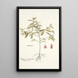 Nikolaus Joseph Freiherr von Jacquin - Indigofera dendroides.webp