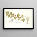 Indigofera hendecaphylla - Nikolaus Joseph Freiherr von Jacquin — gerahmtes Bild an der Wand