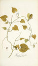 Ipomoea leucantha - Nikolaus Joseph Freiherr von Jacquin — Ansicht des Kunstwerks
