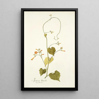 Nikolaus Joseph Freiherr von Jacquin - Ipomoea luteola.webp