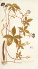 Ipomoea pentaphylla - Nikolaus Joseph Freiherr von Jacquin — Ansicht des Kunstwerks
