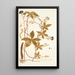 Ipomoea pentaphylla - Nikolaus Joseph Freiherr von Jacquin — gerahmtes Bild an der Wand