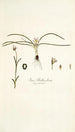 Ixia bulbocodium - Nikolaus Joseph Freiherr von Jacquin — Ansicht des Kunstwerks