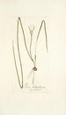 Ixia chloroleuca - Nikolaus Joseph Freiherr von Jacquin — Ansicht des Kunstwerks