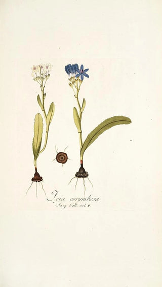 Nikolaus Joseph Freiherr von Jacquin - Ixia corymbosa.webp