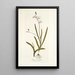 Ixia falcata - Nikolaus Joseph Freiherr von Jacquin — gerahmtes Bild an der Wand
