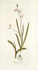 Ixia falcata - Nikolaus Joseph Freiherr von Jacquin — Ansicht des Kunstwerks