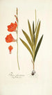 Ixia fenestrata - Nikolaus Joseph Freiherr von Jacquin — Ansicht des Kunstwerks