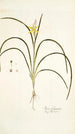 Ixia fragrans - Nikolaus Joseph Freiherr von Jacquin — Ansicht des Kunstwerks