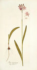 Ixia incarnata - Nikolaus Joseph Freiherr von Jacquin — Ansicht des Kunstwerks