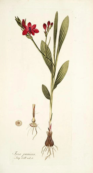 Nikolaus Joseph Freiherr von Jacquin - Ixia punicea.webp