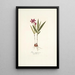 Ixia purpurea - Nikolaus Joseph Freiherr von Jacquin — gerahmtes Bild an der Wand