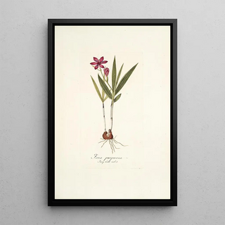 Nikolaus Joseph Freiherr von Jacquin - Ixia purpurea.webp