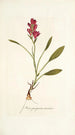 Ixia purpurea varietas - Nikolaus Joseph Freiherr von Jacquin — Ansicht des Kunstwerks