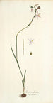 Ixia radiata - Nikolaus Joseph Freiherr von Jacquin — Ansicht des Kunstwerks