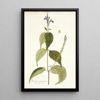 Nikolaus Joseph Freiherr von Jacquin - Justicia caracasana.webp