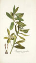Kiggelaria integrifolia - Nikolaus Joseph Freiherr von Jacquin — Ansicht des Kunstwerks