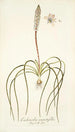 Lachenalia angustifolia - Nikolaus Joseph Freiherr von Jacquin — Ansicht des Kunstwerks