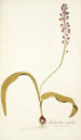 Lachenalia isopetala - Nikolaus Joseph Freiherr von Jacquin — Ansicht des Kunstwerks