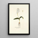 Lachenalia liliflora - Nikolaus Joseph Freiherr von Jacquin — gerahmtes Bild an der Wand