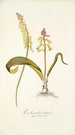 Lachenalia luteola - Nikolaus Joseph Freiherr von Jacquin — Ansicht des Kunstwerks