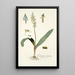 Lachenalia orchioides - Nikolaus Joseph Freiherr von Jacquin — gerahmtes Bild an der Wand
