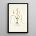 Lachenalia orthopetala - Nikolaus Joseph Freiherr von Jacquin — gerahmtes Bild an der Wand