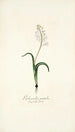Lachenalia patula - Nikolaus Joseph Freiherr von Jacquin — Ansicht des Kunstwerks