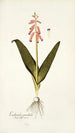 Lachenalia pendula - Nikolaus Joseph Freiherr von Jacquin — Ansicht des Kunstwerks