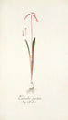 Lachenalia punctata - Nikolaus Joseph Freiherr von Jacquin — Ansicht des Kunstwerks