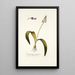 Lachenalia purpurea - Nikolaus Joseph Freiherr von Jacquin — gerahmtes Bild an der Wand