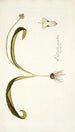 Lachenalia pustulata - Nikolaus Joseph Freiherr von Jacquin — Ansicht des Kunstwerks