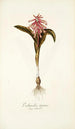 Lachenalia tigrina - Nikolaus Joseph Freiherr von Jacquin — Ansicht des Kunstwerks