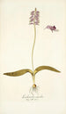 Lachenalia unicolor - Nikolaus Joseph Freiherr von Jacquin — Ansicht des Kunstwerks