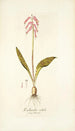 Lachenalia rubida - Nikolaus Joseph Freiherr von Jacquin — Ansicht des Kunstwerks