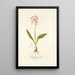 Lachenalia rubida - Nikolaus Joseph Freiherr von Jacquin — gerahmtes Bild an der Wand