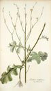 Lactuca intubacea - Nikolaus Joseph Freiherr von Jacquin — Ansicht des Kunstwerks